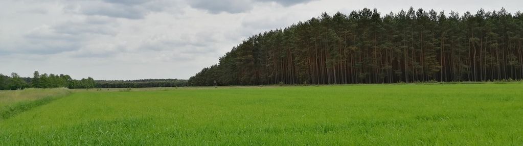 Działka budowlana przy lesie z wygodnym dojazdem.