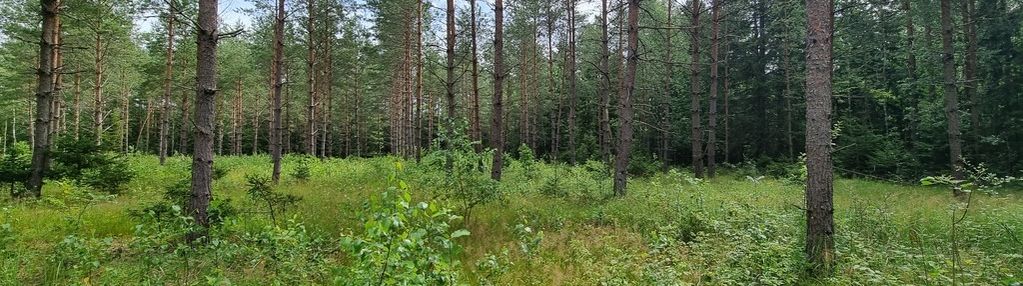 Działka budowlana, gorczyca, płaska, las