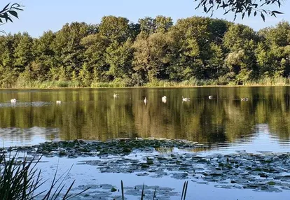 Działka z linią brzegową jeziora w pow. rypińskim