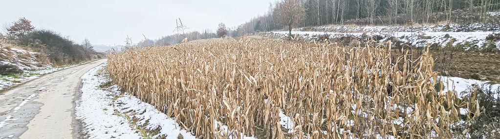 Duża działka 1,2 ha || ok. miechowa||