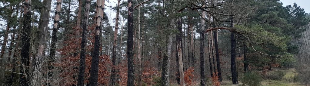 Działka leśna, ok. 2,5 tys. m2