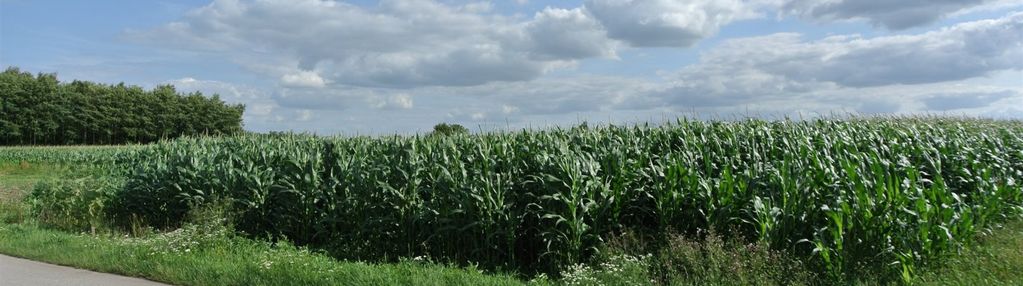 Działka 11000m2, łatanice, wiślica