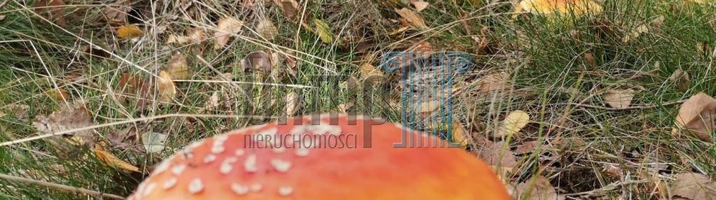 Nowe działki kruszyn krajeński