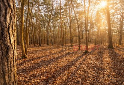 Pod rezydencję, drzewa, media.
