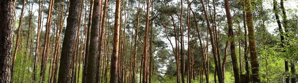 Działka w lesie 5062m2 stare babice zielonki wieś