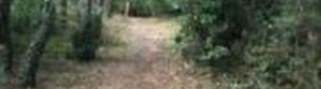 Na sprzedaż działka leśna szałe.