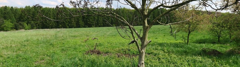 Idealna działka pod budowe domu