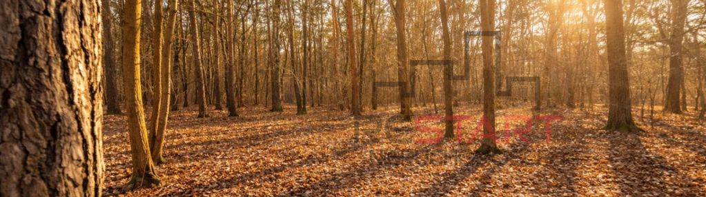 Pod rezydencję, drzewa, media.