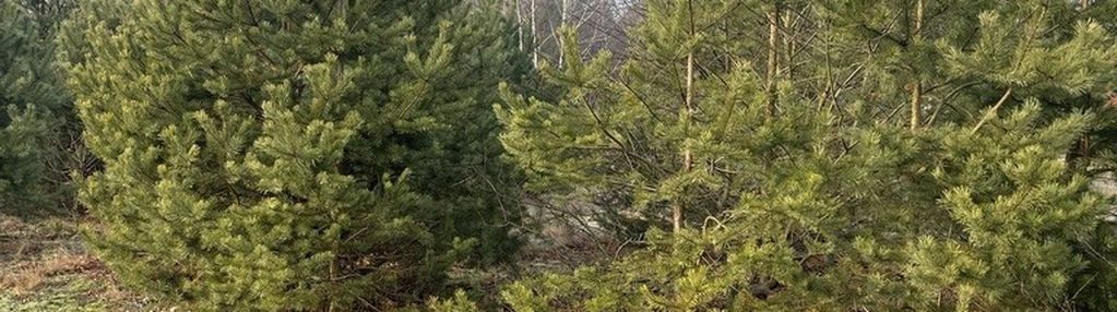 Działka 2050 m² pod zabudowę letniskową.