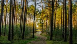 Działka w otoczeniu lasów zalewu zegrzyński