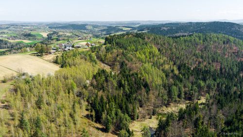 Na sprzedaż pastwisko zalesione w jastrzębi