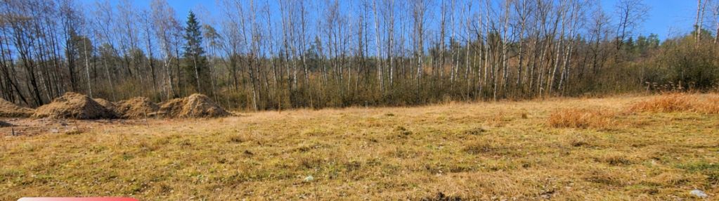 Nad jeziorem, przy lesie.