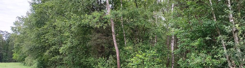 Działka leśna, 6500m2