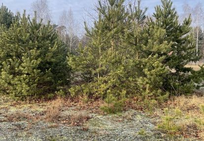 Działka 2050 m² pod zabudowę letniskową.