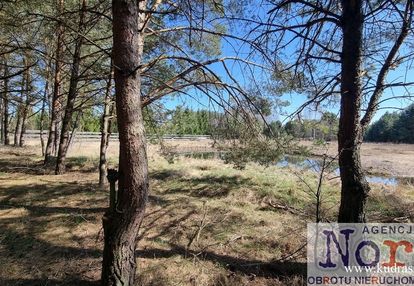 Działka w pięknym sosnowym lesie